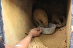 Nhân viên của Chương trình bảo tồn thú ăn thịt nhỏ và tê tê tại Rừng quốc gia Cúc Phương cho tê tê ăn. (Ảnh: Ninh Đức Phương/TTXVN)