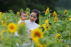 Cánh đồng hoa hướng dương nở hoa rực rỡ. (Ảnh: Hồ Cầu/TTXVN)