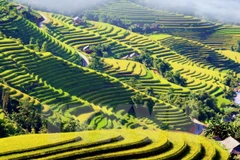 Mùa vàng trên vùng cao Hoàng Su Phì. (Ảnh: Đỗ Bình/TTXVN)