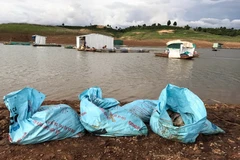 Cá chết được thu gom trong bao bì trước khi đi chôn. (Ảnh: Cao Nguyên/TTXVN)