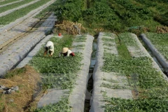 Ảnh minh họa. (Nguồn: TTXVN)