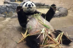 Chú gấu trúc Shin Shin. (Nguồn: AFP)