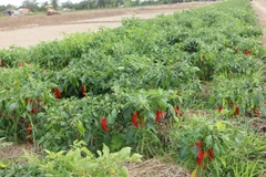 (Ảnh minh họa: Hoài Thu/TTXVN)