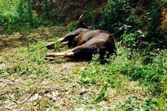 Một con bò tót bị chết. (Ảnh minh họa. Nguồn: TTXVN)