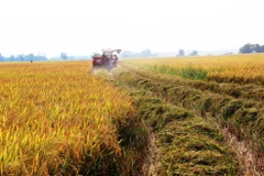 Nông dân ven sông Vàm Cỏ Đông thuộc xã Trí Bình, huyện Châu Thành thu hoạch lúa đông xuân. (Ảnh: Lê Đức Hoảnh/TTXVN)