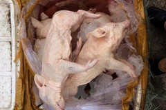 Tang vật một vụ bắt giữ thịt lợn sữa chưa rõ nguồn gốc. (Ảnh: Trịnh Duy Hưng/TTXVN) 