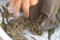 Ảnh minh họa. (Nguồn: TTXVN)