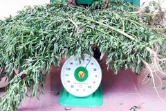 Số cần sa bị thu giữ trong một vụ việc. (Ảnh: Trung Hiếu/TTXVN)