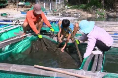 Người dân đang san thưa cá trong lồng để cứu cá. (Ảnh: Xuân Triệu/TTXVN)