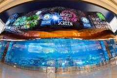 (Nguồn: Oled-info.com)