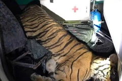 Thanh Hóa: Phát hiện xe cứu thương chở con hổ đông lạnh nặng 180kg