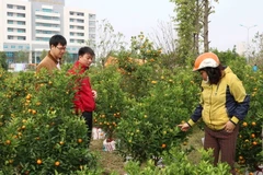 Người dân mua quất tại chợ hoa. (Ảnh: Diệp Trương/TTXVN)