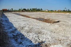 Do nắng nóng và dịch bệnh nên tôm chết, nhiều hộ nông dân ở Kim Sơn phải phơi đầm. (Ảnh: Minh Đức/TTXVN)
