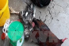 Ảnh minh họa. (Nguồn: TTXVN)