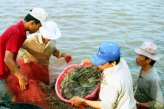 Thu hoạch tôm nuôi ở Bạc Liêu. (Ảnh: Huỳnh Sử/TTXVN)