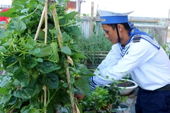 Chiến sỹ đảo Đá Tây A chăm sóc rau trong vườn. (Ảnh: Minh Thu/TTXVN)