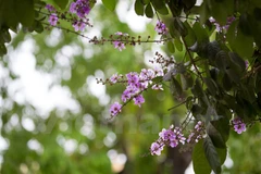 Ảnh minh họa. (Nguồn: Vietnam+)