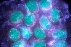 (Nguồn: abc.net.au)