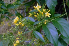 Nghệ An: Hai học sinh ăn lá ngón tự tử đã qua cơn nguy kịch