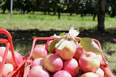 (Ảnh: Sao Băng/Vietnam+)