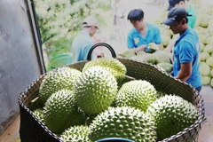 Thương lái thu mua, phân loại sầu riêng. (Ảnh: Nam Thái/TTXVN)