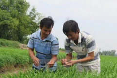 Nông dân tại một hợp tác xã rau an toàn. (Ảnh minh họa. Nguồn: TTXVN)