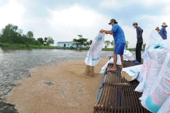 Cho cá tra ăn. (Ảnh: Nam Thái/TTXVN)