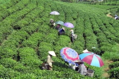 Thu hái chè tại vùng chè Sông Cầu, huyện Đồng Hỷ, Thái Nguyên. (Ảnh: Hoàng Nguyên/TTXVN)