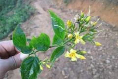 Điện Biên: Ăn nhầm lá ngón, hai mẹ con tử vong thương tâm