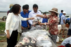 Thu mua cá bớp. (Ảnh minh họa. Nguồn: TTXVN)