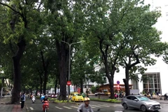 Thành phố Hồ Chí Minh sẽ di dời, đốn hạ 258 cây xanh trên đường Tôn Đức Thắng. (Ảnh: Thanh Vũ/TTXVN)