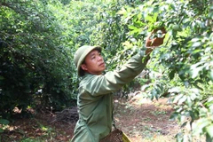 Người dân xã Chiềng Cọ, thành phố Sơn La thu hái mận hậu. (Ảnh: Hữu Quyết/TTXVN)