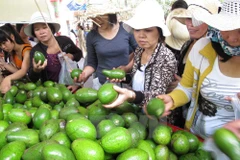 Ảnh minh họa. (Nguồn: TTXVN)