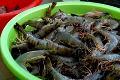 Tôm bơm tạp chất. (Ảnh: Huỳnh Sử/TTXVN)