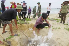 Ngư dân xã biển Đức Trạch (huyện Bố Trạch, Quảng Bình) cùng lực lượng biên phòng thu gom, chôn lấp cá chết dạt vào bờ. (Ảnh: Võ Dung/TTXVN)