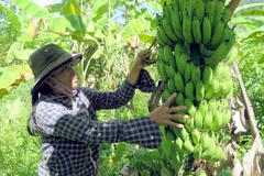 Ảnh minh họa. (Nguồn: TTXVN)