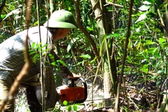 Cây có đường kính lớn trong rừng phòng hộ bị đốn hạ không thương tiếc. (Ảnh: Thế Lập/TTXVN)