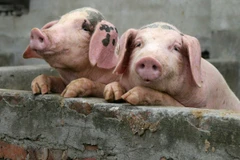 (Nguồn: Business Insider)