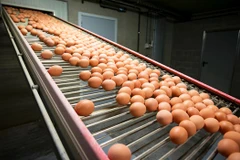 Ảnh minh họa. (Nguồn: Getty Images)