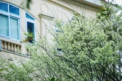  (Ảnh: Trọng Đạt/TTXVN) 