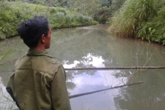 Mất trắng vụ cá, việc canh tác của người dân bị ảnh hưởng nặng nề do dòng suối có nguy cơ bị nhiễm độc. (Ảnh: Võ Phương/Vietnam+)