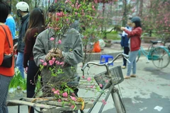[Photo] Chợ hoa đào "mua vội, bán cố" chiều 30 Tết ở Hà Nội