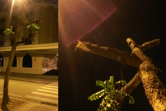 Bắt đôi nam nữ thuê người “trừ khử” cây xanh trước cửa nhà 