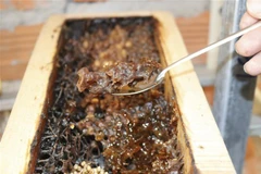 Khai thác mật ong dú ở Ninh Thuận. (Ảnh: Nguyễn Thành/TTXVN)