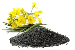 Hạt cải dầu. (Nguồn: ec21.com)