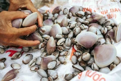 Ngao, sò được người dân vớt sau trận mưa lớn tại bãi biển đoạn qua xã Quỳnh Liên và Quỳnh Phương (thị xã Hoàng Mai, Nghệ An). (Ảnh: TTXVN phát)