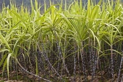 Nga sẽ giúp Cuba hiện đại hóa các nhà máy đường từ trước 1959