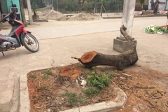 Yêu cầu làm rõ việc chặt cây xanh gây phản cảm ở Thạch Thất