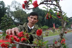 Chủ gốc đào ở Nhật Tân, quận Tây Hồ, Hà Nội.