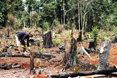 Rừng tự nhiên bị tàn phá tan hoang. (Ảnh: Dương Giang/TTXVN)